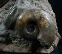 Lytoceras & Hammatoceras Ammonite Sculpture - #7990-3